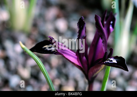 Iris Reticulata "Pauline" Stockfoto