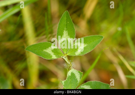 Roter Klee-Blatt Stockfoto