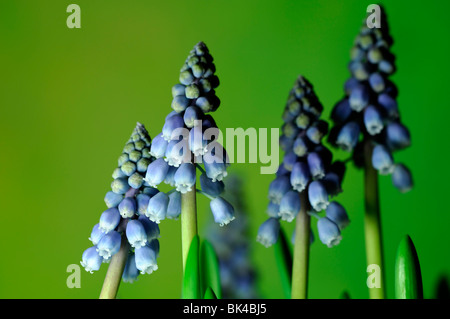 Muscari Armeniacum Trauben Hyazinthe blaue Blumen Frühling mehrjährige Birne Stockfoto