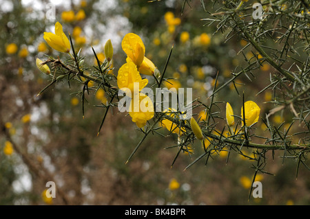 Ginster Stockfoto