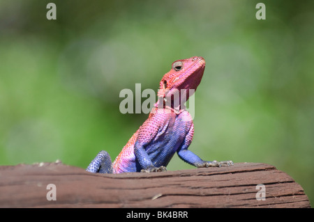 Eine bunte Eidechse - Rainbow Agama Agama agama Stockfoto