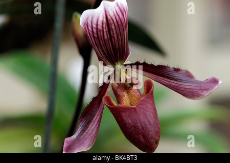 Paphiopedilum Hybriden Greda einzelne rosa lila gestreift Blume auch bekannt als Ladys Slipper Orchidee Paph oder Paph Orchideen Stockfoto