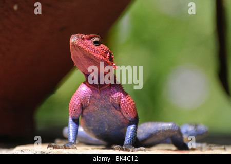 Eine bunte Eidechse - Rainbow Agama Agama agama Stockfoto