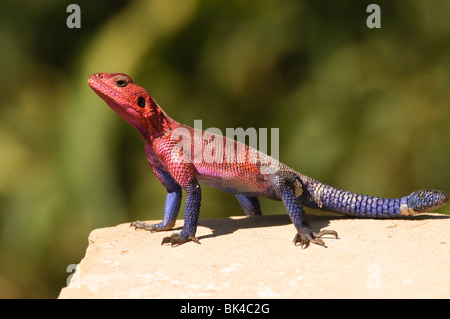 Eine bunte Eidechse - Rainbow Agama Agama agama Stockfoto