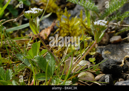 Gemeinsame Cornsalad Stockfoto