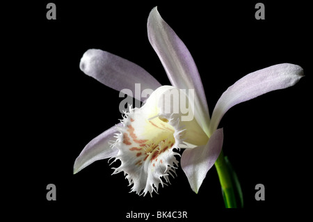 Pleione Formosana Alba Arten Fensterbank Orchidee Blume Pflanze weiße Stellen Sie Kontrast Kontrast Schwarz dunkel Stockfoto