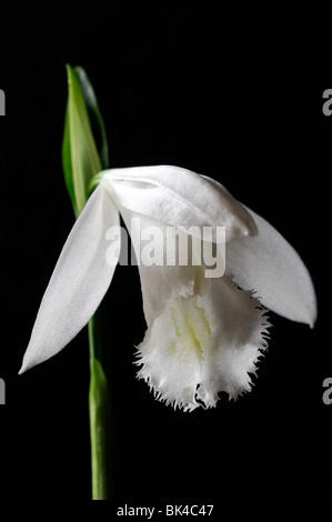 Pleione Formosana Alba Arten Fensterbank Orchidee Blume Pflanze weiße Stellen Sie Kontrast Kontrast Schwarz dunkel Stockfoto