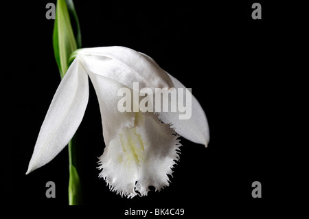 Pleione Formosana Alba Arten Fensterbank Orchidee Blume Pflanze weiße Stellen Sie Kontrast Kontrast Schwarz dunkel Stockfoto