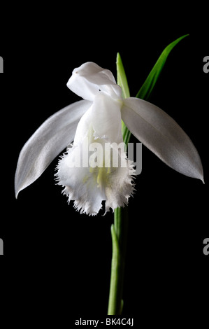 Pleione Formosana Alba Arten Fensterbank Orchidee Blume Pflanze weiße Stellen Sie Kontrast Kontrast Schwarz dunkel Stockfoto