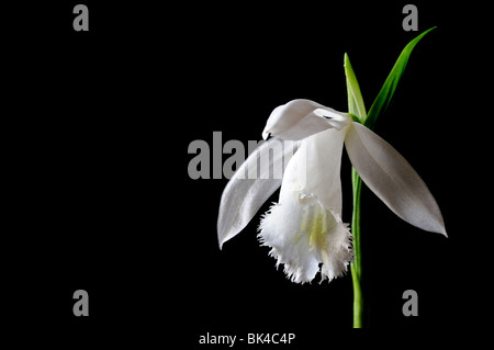 Pleione Formosana Alba Arten Fensterbank Orchidee Blume Pflanze weiße Stellen Sie Kontrast Kontrast Schwarz dunkel Stockfoto