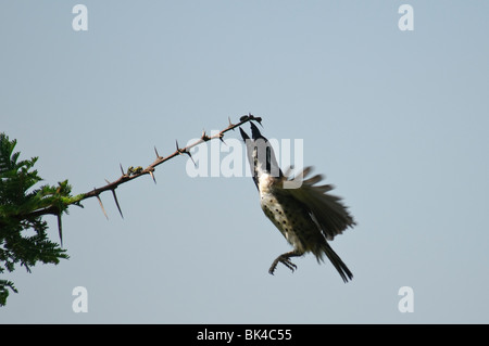 Vor Ort flankiert Barbet Tricholaema Lacrymosa ernähren sich von kleinen Fehlern Stockfoto