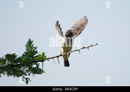 Vor Ort flankiert Barbet Tricholaema Lacrymosa Landung auf einem dornigen Ast Stockfoto