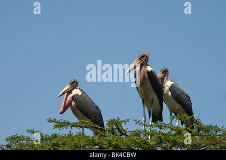 Drei Marabu Störche Leptoptilos Crumeniferus sitzt auf der Spitze eines Akazie Stockfoto