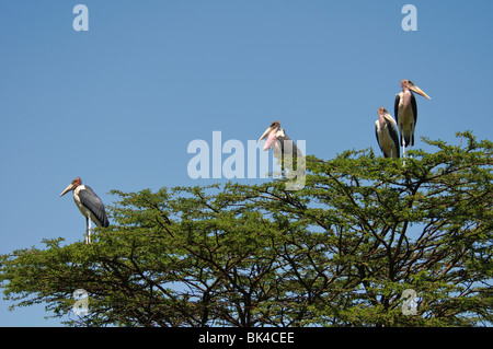 Eine Gruppe von Marabou Storch Leptoptilos Crumeniferus sitzen in Akazie Stockfoto