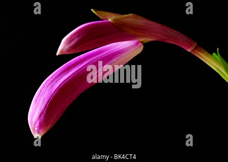 Pleione Tongariro Fensterbank Orchidee Blume Pflanze rosa lila Set Kontrast Kontrast Schwarz dunkle Hintergrund ungeöffneten Blütenknospe Stockfoto