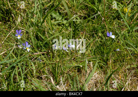 Wilde Stiefmütterchen oder Sand-Stiefmütterchen Stockfoto