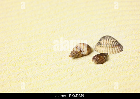 Drei Muscheln am Strand liegen Stockfoto