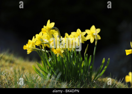 Miniatur-Narzissen im Frühling in der Sonne in einem englischen Garten vor dunklem Hintergrund Stockfoto