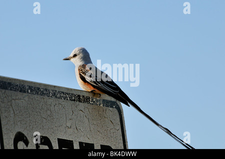 Eine Schere – Tailed Flycatcher oder Tyrannus Forficatus hockt auf einem Schild für Insekten in Oklahoma, USA zu sehen. Stockfoto