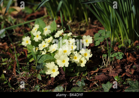 Hübsche gelbe Primeln - primula vulgaris - im Frühling Sonnenschein in einem englischen Wald Stockfoto