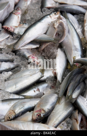 Frische Sardinen zum Verkauf auf einem Fischhändler Stall auf Kingsbridge Farmers Market South Hams, Devon Stockfoto