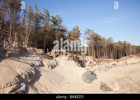 Die Erosion der Küsten von staplehurst Wald mit der Vordringenden Llanddwyn Beach. Amlwch, Isle of Anglesey, North Wales, UK, Großbritannien Stockfoto