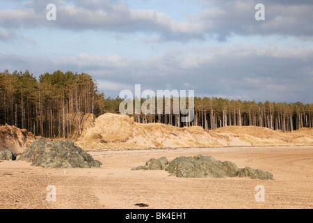 Newborough, Isle of Anglesey, North Wales, Großbritannien, Küstenerosion des Newborough Forest mit eindringenden Sandstrand Stockfoto