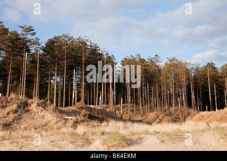 Newborough, Isle of Anglesey, North Wales, UK, Europa. Küstenerosion Newborough Wald mit vordringenden Llanddwyn Strand Stockfoto