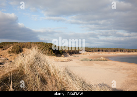 Blick auf Newborough Wald und Strand von Llanddwyn Island. Newborough, Isle of Anglesey, North Wales, UK, Großbritannien. Stockfoto