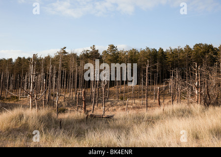 Newborough, Isle of Anglesey, North Wales, UK, Europa. Toten Kiefern am Rande seewärtigen Newborough Wald Stockfoto