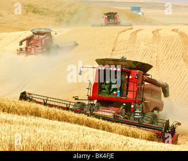 Ein Team von verbindet Ernte Weizen auf den Hügeln der Palouse Region Washington Stockfoto