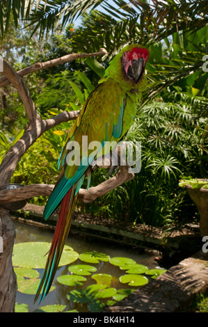 Soldatenara Ara militaris Stockfoto