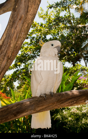 Gelb-crested Cockatoo, Cacatua Sulphurea, Indonesien Stockfoto