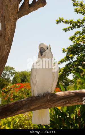 Gelb-crested Cockatoo, Cacatua Sulphurea, Indonesien Stockfoto