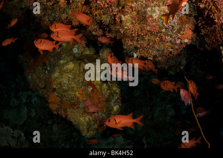 Soldatenfische, Myripristis SP., Korallenriff, Tatawa Kecil, Komodo National Park, Indonesien Stockfoto