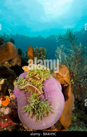 Rosa Anemonenfische, Amphiprion Perideraion, Tatawa Island Nationalpark Komodo, Indonesien Stockfoto