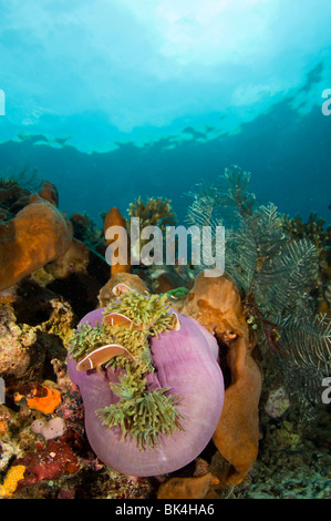 Rosa Anemonenfische, Amphiprion Perideraion, Tatawa Island Nationalpark Komodo, Indonesien Stockfoto