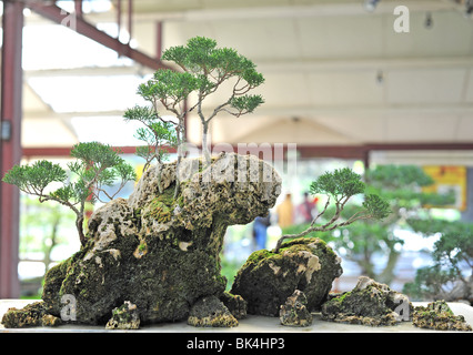 juniperus chinensis - Bonsai-Gewächshaus im Parc Floral in Paris Stockfoto