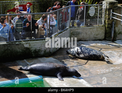 Besucher auf der nationalen Dichtung Heiligtum in Gweek, Cornwall, uk Stockfoto