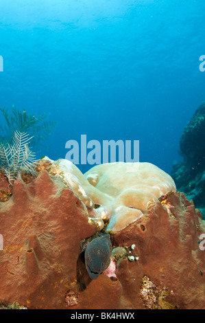 Gelb umrandeten Muräne Gymnothorax Flavimarginatus, Korallenriff, Castle Rock, Gili Lawa, Komodo National Park, Indonesien Stockfoto