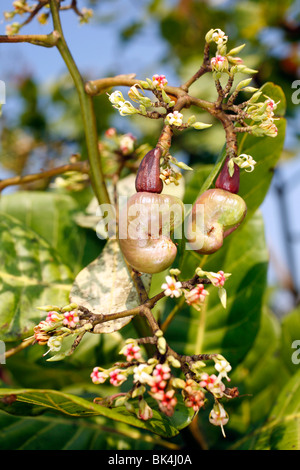 Cashew-Frucht (Anacardium Occidentale) Stockfoto