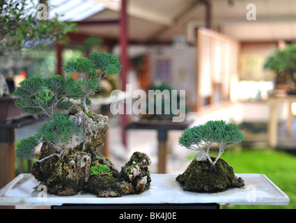 Bonsai-Bäume, chinesische Wacholder, Juniperus Chinensis, Cupressaceae