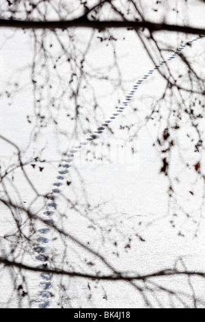 Katze-Spuren im Schnee Stockfoto