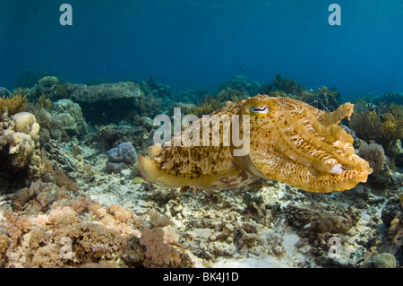 Broadclub Tintenfisch, Sepia finden, Sabolo Kecil Island, Komodo National Park, Indonesien Stockfoto