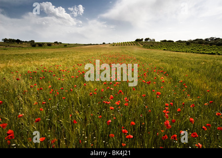 Getreidefeld mit Mohnblumen im Frühjahr Stockfoto