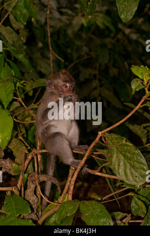 Nicobar Long-tailed Macaque Affen bei Pura Dalem, dem Affentempel, Bali, Indonesien Stockfoto