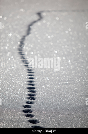 Katze-Spuren im Schnee Stockfoto