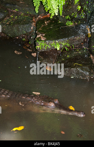 Slender-snouted Krokodil, Crocodylus Cataphractus, ursprünglich aus Westafrika, aufgeführt als gefährdet Stockfoto