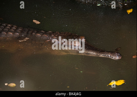 Slender-snouted Krokodil, Crocodylus Cataphractus, ursprünglich aus Westafrika, aufgeführt als gefährdet Stockfoto