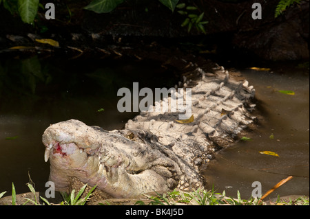 Salzwasser-Krokodil, Crocodylus Porosus, aufgeführt als gefährdet Stockfoto